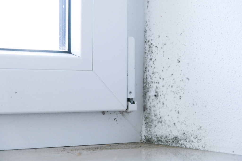 Mold on the windowsill Poor ventilation of premises Fungus and mold